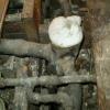 OLD lead plumbing